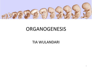 ORGANOGENESIS
TIA WULANDARI
1
 