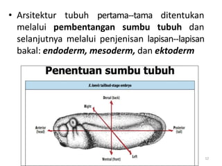 • Arsitektur tubuh pertama-‐tama ditentukan
melalui pembentangan sumbu tubuh dan
selanjutnya melalui penjenisan lapisan-‐lapisan
bakal: endoderm, mesoderm, dan ektoderm
12
 