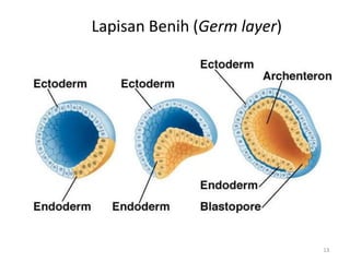 Lapisan Benih (Germ layer)
13
 