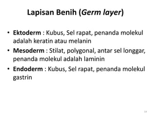 14
• Ektoderm : Kubus, Sel rapat, penanda molekul
adalah keratin atau melanin
• Mesoderm : Stilat, polygonal, antar sel longgar,
penanda molekul adalah laminin
• Endoderm : Kubus, Sel rapat, penanda molekul
gastrin
Lapisan Benih (Germ layer)
 