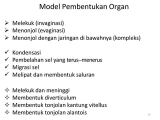 Model Pembentukan Organ
 Melekuk (invaginasi)
 Menonjol (evaginasi)
 Menonjol dengan jaringan di bawahnya (kompleks)
 Kondensasi
 Pembelahan sel yang terus-‐menerus
 Migrasi sel
 Melipat dan membentuk saluran
 Melekuk dan meninggi
 Membentuk diverticulum
 Membentuk tonjolan kantung vitellus
 Membentuk tonjolan alantois 16
 