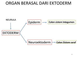 ORGAN BERASAL DARI EKTODERM
NEURULA
EKTODERM
Epiderm
Neuroektoderm
Calon sistem Integumen
Calon Sistem saraf
18
 