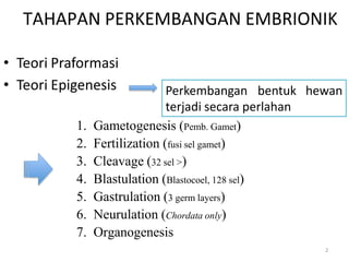 TAHAPAN PERKEMBANGAN EMBRIONIK
• Teori Praformasi
• Teori Epigenesis Perkembangan bentuk hewan
terjadi secara perlahan
1. Gametogenesis (Pemb. Gamet)
2. Fertilization (fusi sel gamet)
3. Cleavage (32 sel >)
4. Blastulation (Blastocoel, 128 sel)
5. Gastrulation (3 germ layers)
6. Neurulation (Chordata only)
7. Organogenesis
2
 