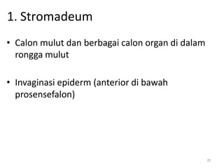 20
1. Stromadeum
• Calon mulut dan berbagai calon organ di dalam
rongga mulut
• Invaginasi epiderm (anterior di bawah
prosensefalon)
 
