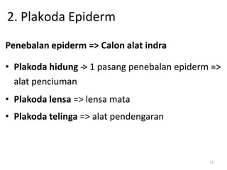 22
Penebalan epiderm => Calon alat indra
• Plakoda hidung -
‐
> 1 pasang penebalan epiderm =>
alat penciuman
• Plakoda lensa => lensa mata
• Plakoda telinga => alat pendengaran
2. Plakoda Epiderm
 