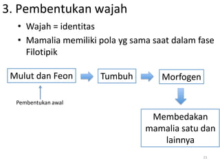 • Wajah = identitas
• Mamalia memiliki pola yg sama saat dalam fase
Filotipik
3. Pembentukan wajah
Mulut dan Feon Tumbuh Morfogen
Membedakan
mamalia satu dan
lainnya
Pembentukan awal
23
 