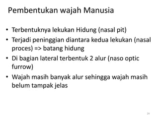 24
Pembentukan wajah Manusia
• Terbentuknya lekukan Hidung (nasal pit)
• Terjadi peninggian diantara kedua lekukan (nasal
proces) => batang hidung
• Di bagian lateral terbentuk 2 alur (naso optic
furrow)
• Wajah masih banyak alur sehingga wajah masih
belum tampak jelas
 