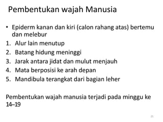 25
• Epiderm kanan dan kiri (calon rahang atas) bertemu
dan melebur
1. Alur lain menutup
2. Batang hidung meninggi
3. Jarak antara jidat dan mulut menjauh
4. Mata berposisi ke arah depan
5. Mandibula terangkat dari bagian leher
Pembentukan wajah manusia terjadi pada minggu ke
14-‐19
Pembentukan wajah Manusia
 