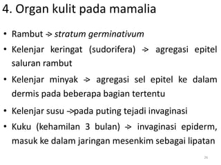 26
• Rambut -
‐
> stratum germinativum
• Kelenjar keringat (sudorifera) -
‐
> agregasi epitel
saluran rambut
• Kelenjar minyak -
‐
> agregasi sel epitel ke dalam
dermis pada beberapa bagian tertentu
• Kelenjar susu -‐>pada puting tejadi invaginasi
• Kuku (kehamilan 3 bulan) -
‐
> invaginasi epiderm,
masuk ke dalam jaringan mesenkim sebagai lipatan
4. Organ kulit pada mamalia
 