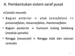 28
A. Pembentukan sistem saraf pusat
-
‐
>Canalis neuralis
• Bagian anterior -
‐> otak (ensefalon) =>
presensefalon, mesensefalon, rhomensefalon
• Bagian posterior -
‐
> Sumsum tulang belakang
(medula spinalis)
• Rongga (neuocoel) -
‐
> Rongga otak dan saluran
sentralis
 