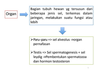 Organ
Bagian tubuh hewan yg tersusun dari
beberapa jenis sel, terkemas dalam
jaringan, melakukan suatu fungsi atau
lebih
Paru-‐paru => sel alveolus -‐>organ
pernafasan
Testis => Sel spermatogenesis + sel
leydig -‐>Pembentukan spermatozoa
dan hormon testosteron
5
 
