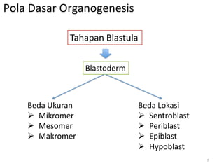 Pola Dasar Organogenesis
Tahapan Blastula
Blastoderm
Beda Ukuran
 Mikromer
 Mesomer
 Makromer
Beda Lokasi
 Sentroblast
 Periblast
 Epiblast
 Hypoblast
7
 