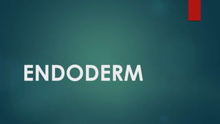 ENDODERM
 