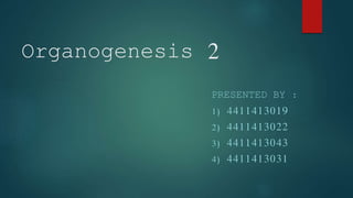 Organogenesis 2
PRESENTED BY :
1) 4411413019
2) 4411413022
3) 4411413043
4) 4411413031
 