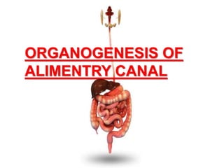 ORGANOGENESIS OF
ALIMENTRY CANAL
 
