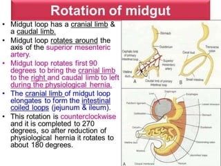 Organogenesis of Alimentry Canal | PPTX