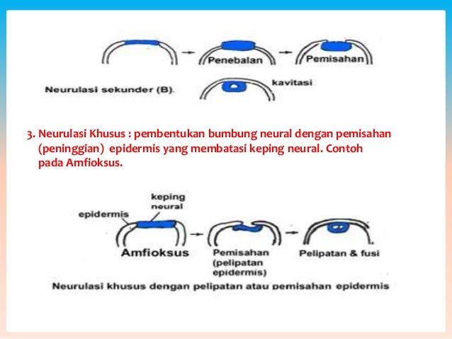 Organogenesis sistem saraf//perkembangan hewan