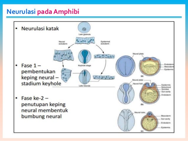 Organogenesis sistem saraf//perkembangan hewan Organogenesis sistem saraf//perkembangan hewan