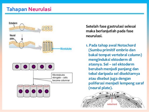 Organogenesis sistem saraf perkembangan  hewan 
