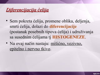 Diferencijacija ćelijaDiferencijacija ćelija

Sem pokreta ćelija, promene oblika, deljenja,
smrti ćelija, dolazi do diferencijacije
(postanak posebnih tipova ćelija) i udruživanja
sa susednim ćelijama tj HISTOGENEZE.

Na ovaj način nastaju: mišićno, vezivno,
epitelno i nervno tkivo.
 