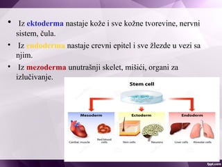 
Iz ektoderma nastaje kože i sve kožne tvorevine, nervni
sistem, čula.

Iz endoderma nastaje crevni epitel i sve žlezde u vezi sa
njim.

Iz mezoderma unutrašnji skelet, mišići, organi za
izlučivanje.
 