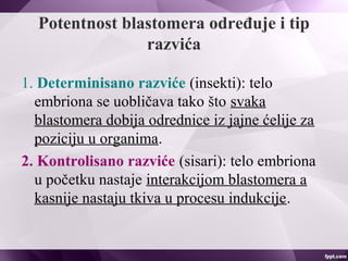 Potentnost blastomera određuje i tip
razvića
1. Determinisano razviće (insekti): telo
embriona se uobličava tako što svaka
blastomera dobija odrednice iz jajne ćelije za
poziciju u organima.
2. Kontrolisano razviće (sisari): telo embriona
u početku nastaje interakcijom blastomera a
kasnije nastaju tkiva u procesu indukcije.
 