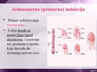 Jednosmerna (primarna) indukcija

Primer uobličavanja
nervne cevi.

Ćelije horde se
postavljaju ispod
ektoderma i izazivaju
niz promena u njemu
koje dovode do
stvaranja nervne cevi.
 