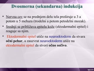 Dvosmerna (sekundarna) indukcija

Nervna cev se na prednjem delu tela proširuje u 3 a
potom u 5 mehura (trodelni a potom petodelni mozak).

Srednji se približava epitelu kože (ektodermalni epitel) i
reaguje sa njim.

Ektodermalni epitel utiče na neuroektoderm da stvara
očni pehar, a zauzvrat neuroektoderm utiče na
ektodermalni epitel da stvori očno sočivo.
 
