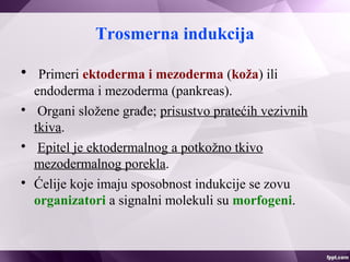 Trosmerna indukcija

Primeri ektoderma i mezoderma (koža) ili
endoderma i mezoderma (pankreas).

Organi složene građe; prisustvo pratećih vezivnih
tkiva.

Epitel je ektodermalnog a potkožno tkivo
mezodermalnog porekla.

Ćelije koje imaju sposobnost indukcije se zovu
organizatori a signalni molekuli su morfogeni.
 
