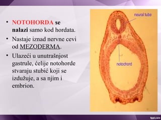 • NOTOHORDA se
nalazi samo kod hordata.
• Nastaje iznad nervne cevi
od MEZODERMA.
• Ulazeći u unutrašnjost
gastrule, ćelije notohorde
stvaraju stubić koji se
izdužuje, a sa njim i
embrion.
 