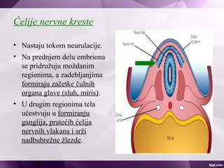 Ćelije nervne kreste
• Nastaju tokom neurulacije.
• Na prednjem delu embriona
se pridružuju moždanim
regionima, a zadebljanjima
formiraju začetke čulnih
organa glave (sluh, miris).
• U drugim regionima tela
učestvuju u formiranju
ganglija, pratećih ćelija
nervnih vlakana i srži
nadbubrežne žlezde.
 