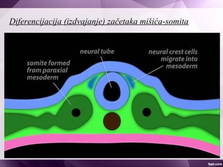 Diferencijacija (izdvajanje) začetaka mišića-somita
 