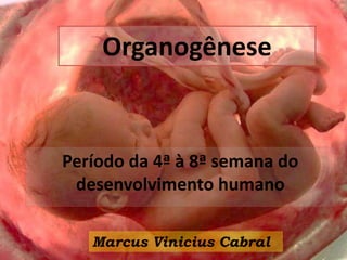 Organogênese
Período da 4ª à 8ª semana do
desenvolvimento humano
Marcus Vinicius Cabral
 