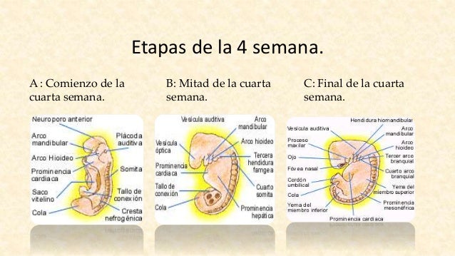 ORGANOGENESIS