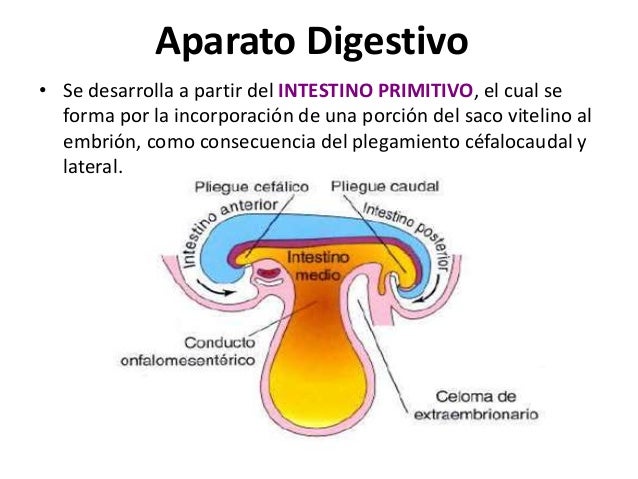 Como Se Divide El Intestino Primitivo