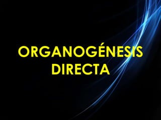 ORGANOGÉNESIS
   DIRECTA
 