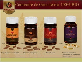 CONCEPT "ORGANO GOLD"
