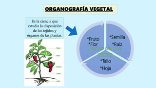 ORGANOGRAFÍA VEGETAL
Es la ciencia que
estudia la disposición
de los tejidos y
órganos de las plantas.
*Semilla
*Raíz
*Tallo
*Hoja
*Fruto
*Flor
 