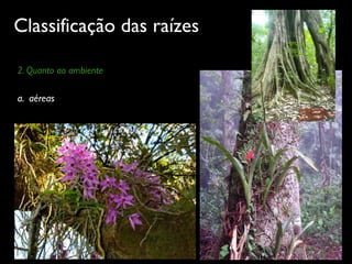 Classificação das raízes
2. Quanto ao ambiente
a. aéreas
 