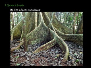 Raízes aéreas tabulares
3. Quanto à função
 