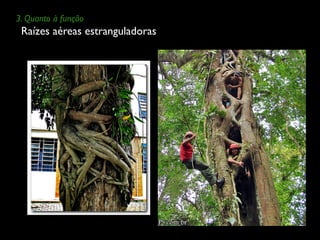 Raízes aéreas estranguladoras
3. Quanto à função
 