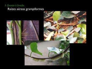 Raízes aéreas grampiformes
3. Quanto à função
 