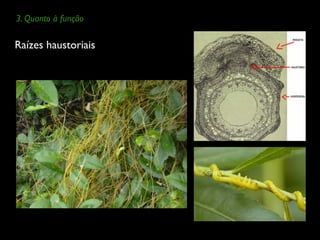 Raízes haustoriais
3. Quanto à função
 