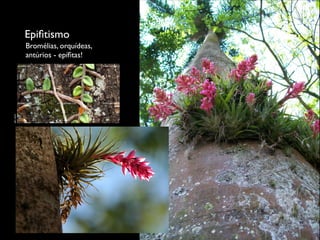 Epiﬁtismo
Bromélias, orquídeas,
antúrios - epíﬁtas!
 