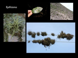 Epiﬁtismo
 