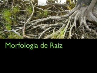 Morfologia de Raiz
 