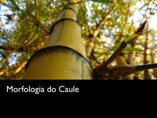 Morfologia do Caule
 