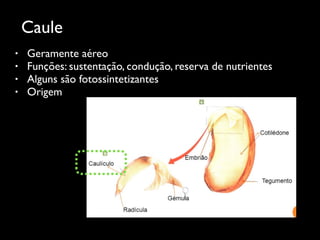 Caule
!
• Geramente aéreo	

• Funções: sustentação, condução, reserva de nutrientes	

• Alguns são fotossintetizantes	

• Origem
 