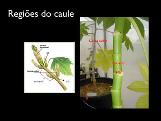 Regiões do caule
Entrenó
Nó
Gema axilar
 
