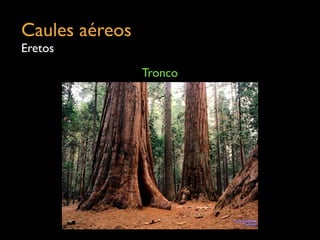 Caules aéreos	

Eretos
Tronco
 